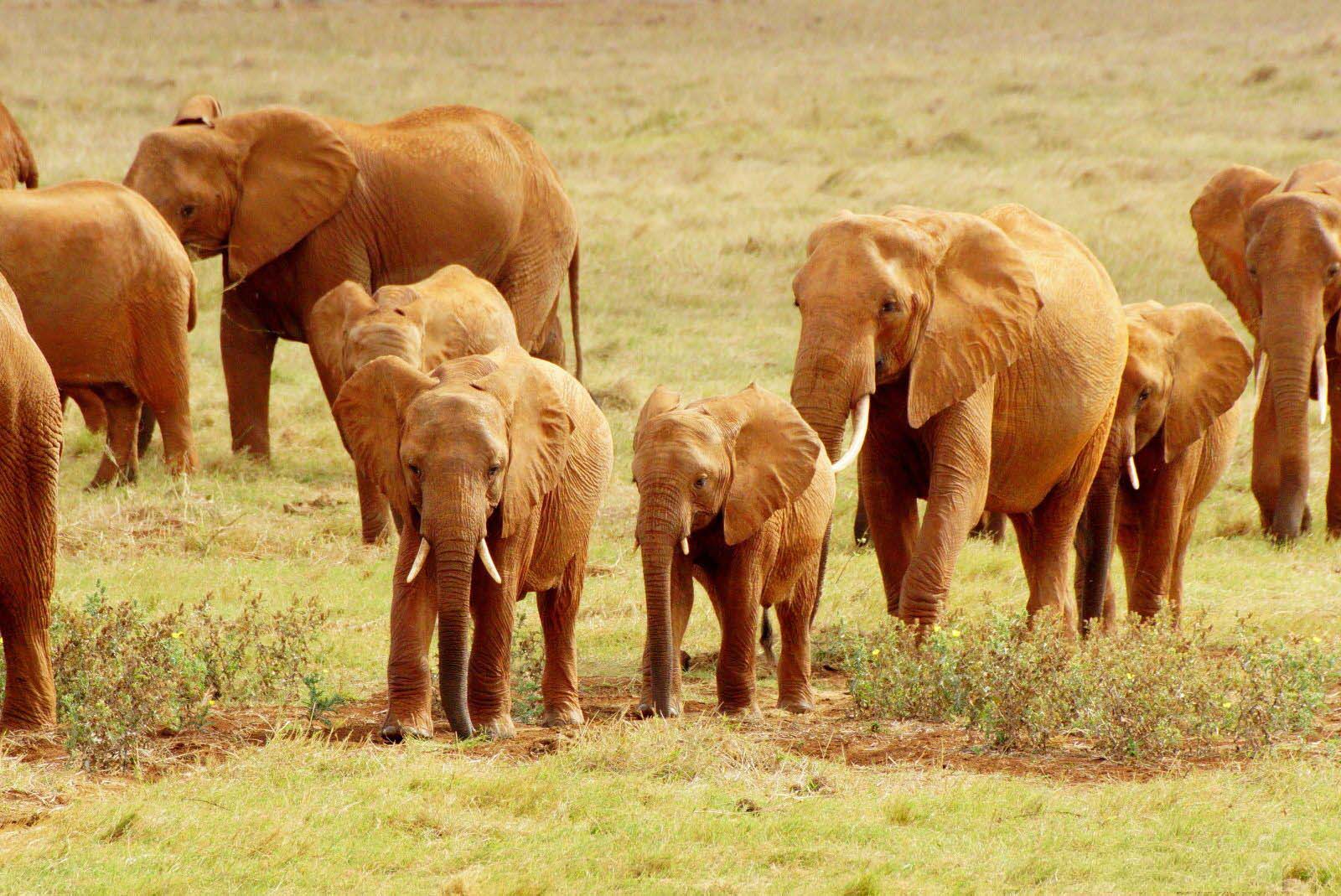 Tsavo West / East, Kenya