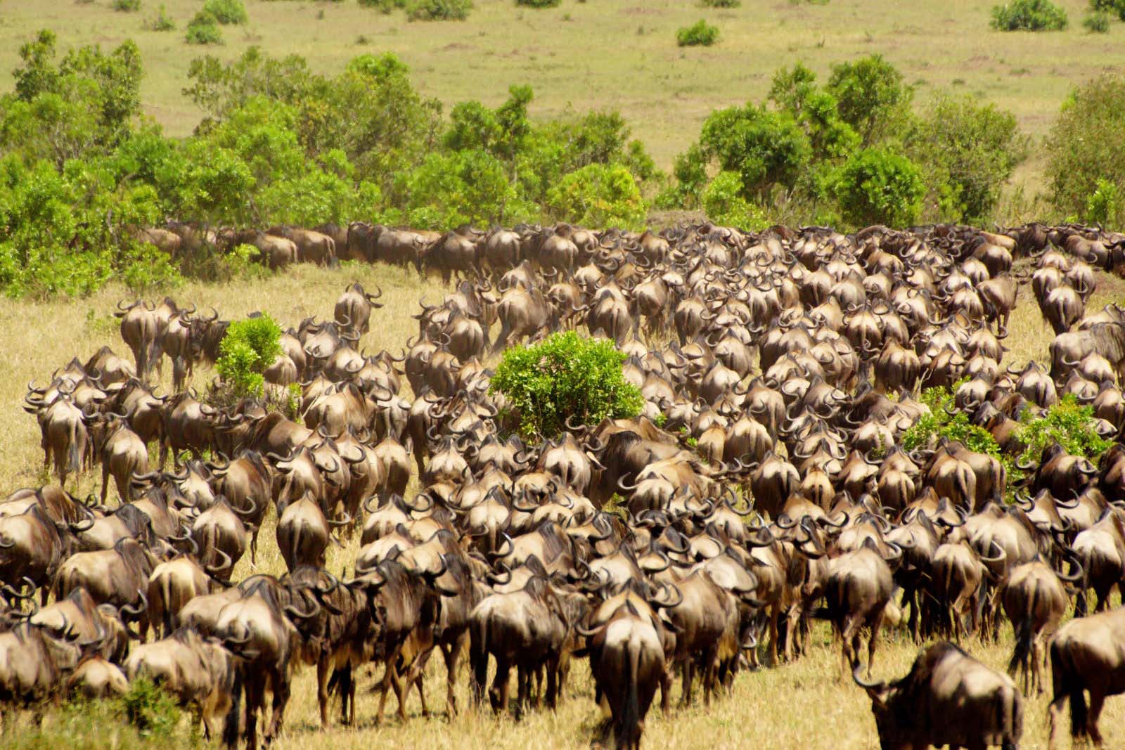 Maasai Mara, Kenya