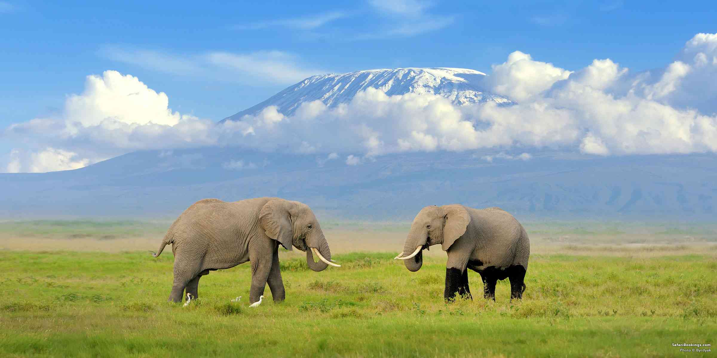 Amboseli, Kenya