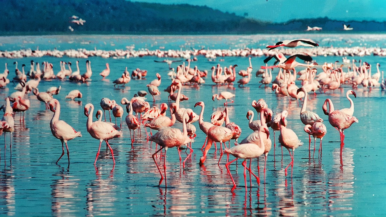 Lake Nakuru National Park, Kenya